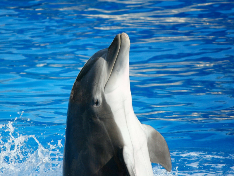 Dolphin Smart