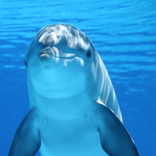 Daniel Dolphin