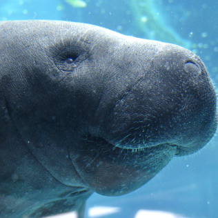 Marty Manatee