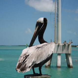 Pete Pelican